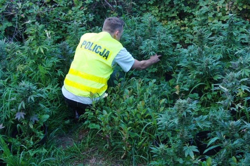 Plantacja konopi zlikwidowana. Dwaj zduńskowolanie zatrzymani