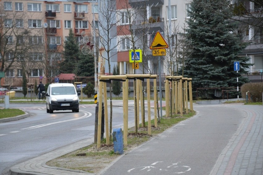 Szpaler drzew zasadzonych przy ulicy Wojska Polskiego w...