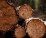 Cena drewna może jeszcze wzrosnąć! Popyt na ten surowiec jest duży, a będzie jeszcze większy