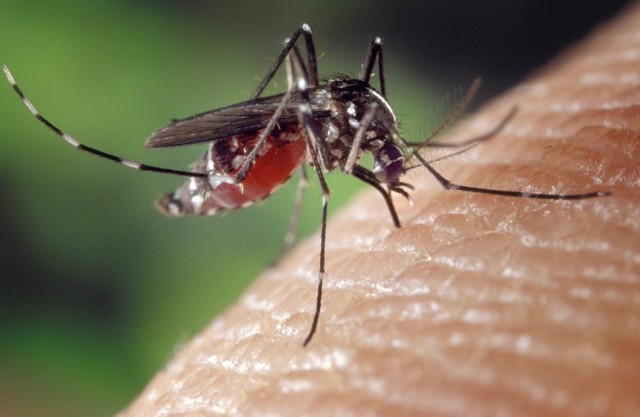 Dopóki pogoda się nie ustabilizuje, niemożliwe jest przeprowadzenie skutecznego oprysku na komary.