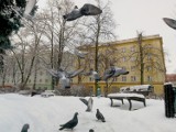 Kolejny atak zimy w Częstochowie. Poranek przyniósł intensywne opady śniegu - zobacz zdjęcia