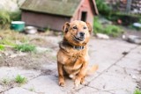 Psy do adopcji: Uwolnij Rudego od łańcucha