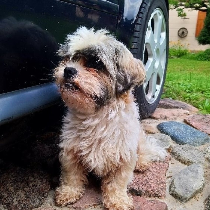 W Busku-Zdroju zaginął pies. Właściciel szuka go już ponad miesiąc. Wyznaczył nagrodę