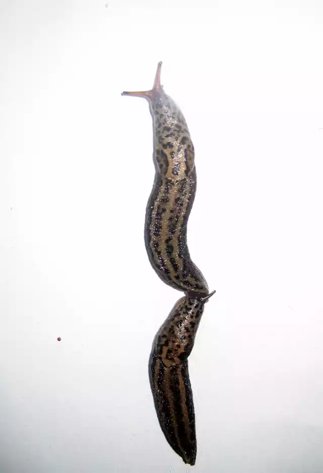 Pomr&oacute;w wielki (Limax maximus) osiąga długość do 20 cm. Fot. Isabella Degen