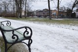 Kilkadziesiąt drzew wycięto w parku w Skierniewicach. Teraz będą sadzić nowe 