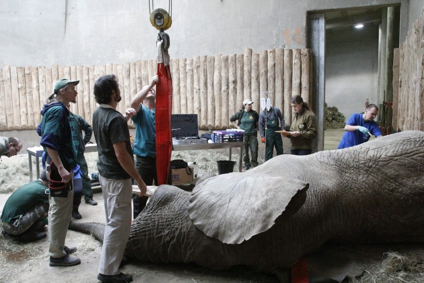 Więcej informacji z poznańskiego Zoo znajdziesz TUTAJ