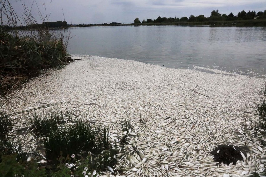 Katastrofa ekologiczna nad Jeziorem Koskowickim, tysiące śniętych ryb, zobaczcie zdjęcia