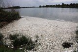 Przyducha w Jeziorze Koskowickim. Śnięte ryby zostały wyrzucone na brzeg [ZDJĘCIA]