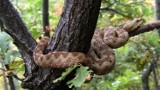 Niebezpieczna Chorwacja: najbardziej jadowity wąż w Europie znaleziony w Zadarze! Ambasada RP ostrzega turystów przed wakacjami