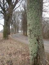 Naukowcy interweniują ws. wycinki 239 drzew przy drodze z Miastka do Wołczy Wielkiej