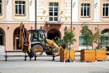 Rynek Kościuszki w Białymstoku. Derenie dekoracyjne w centrum miasta. W donicach z herbem (zdjęcia)