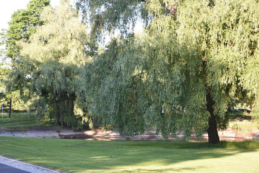 Park przy zamku Książ