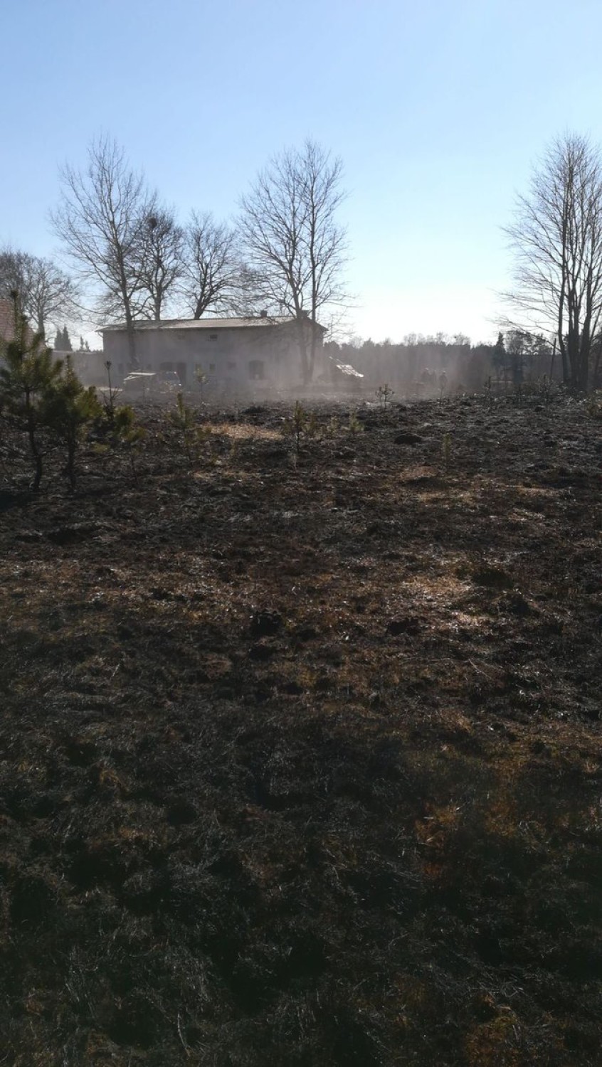 Człuchów, gmina Koczała. Niebezpieczne pożary traw - w Trzyńcu spłonęło 1,5 ha w pobliżu zabudowań