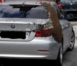 W Kędzierzynie-Koźlu pszczoły obsiadły samochody! W pobliżu byli strażacy