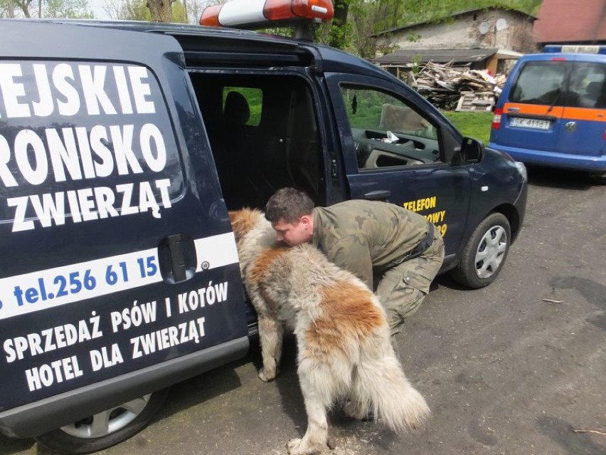 Na posesji przy ul. Nad Stawem w Katowicach 6 psów żyło w fatalnych warunkach 