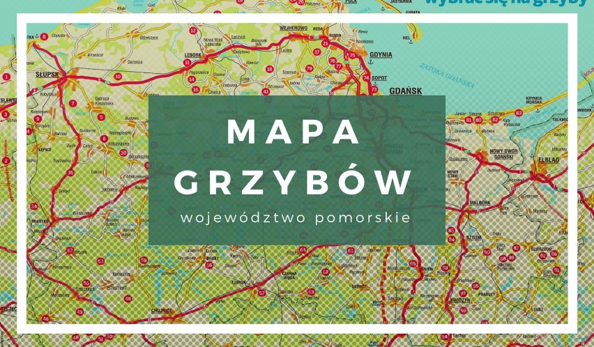 GRZYBY 2020 MAPA. Gdzie są grzyby w lasach woj. pomorskiego?