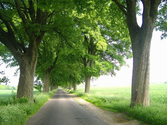 Droga wiodąca do Borkowa porośnięta jest na poboczach drzewami w większości pomnikowymi tworzącymi szpalery alejowe czy tunele zieleni. Na zdjęciu stare lipy. Fot. Zdzisław Kwasek