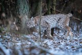 Ryś w Nadleśnictwie Lutówko. To kocica o imieniu Biała. Jest łagodny, choć ostrożność nie zawadzi - mówią leśnicy [zdjęcia]