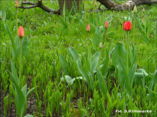 Tulipany
Fot. D.B.Głowacka