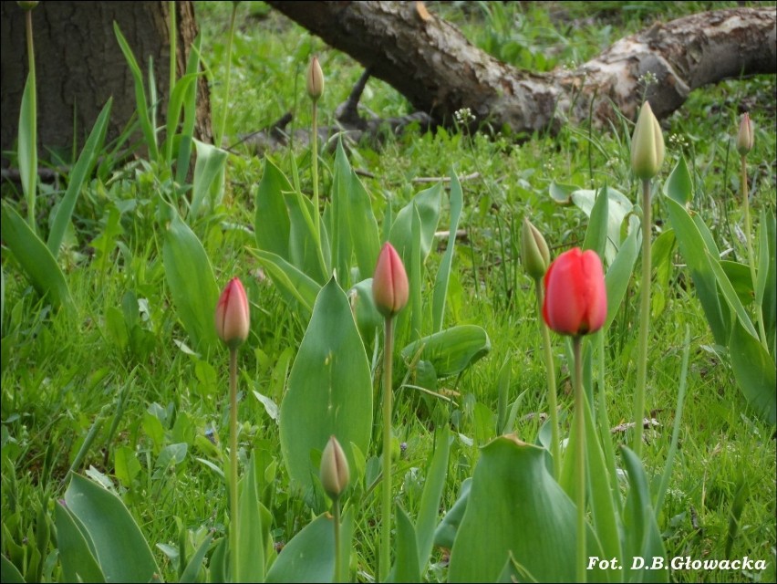 TulipanyFot. D.B.Głowacka