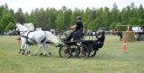 To był niezwykły konkurs i pokaz koni różnych ras  oraz piknik w gminie Rejowiec Fabryczny. Zobacz zdjęcia