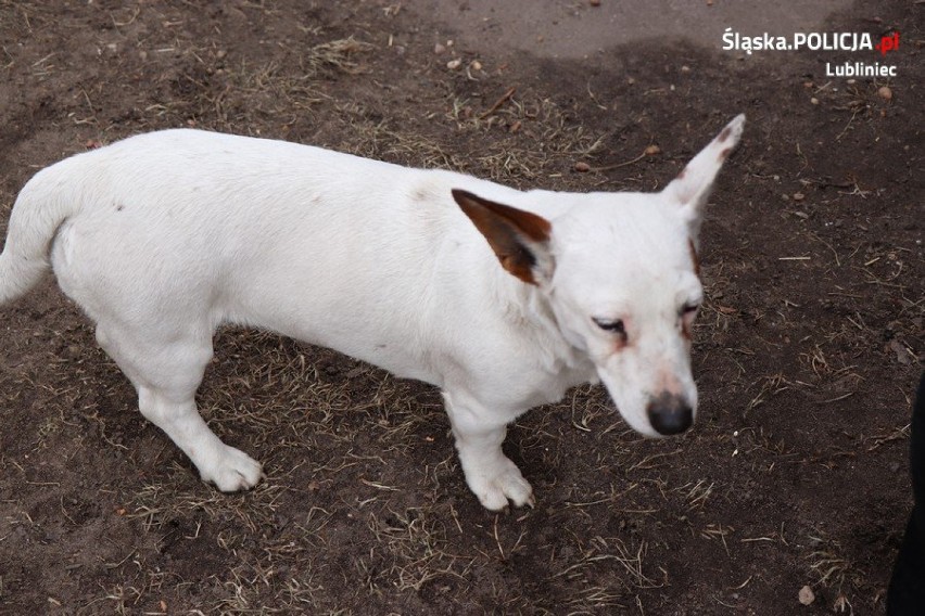 Lubliniec: Zaskakujący finał sprawy „porzuconego” psa
