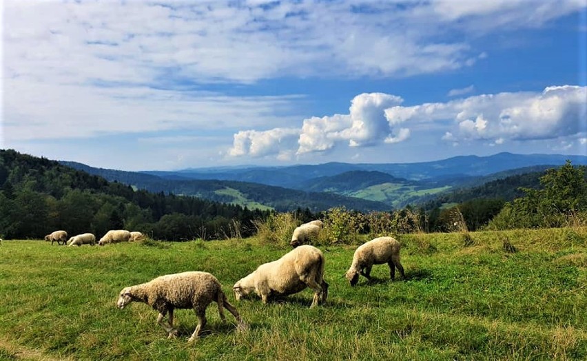  Beskid Sądecki to znakomite miejsce na rodzinny spacer. Gdzie się wybrać? [ZDJĘCIA]