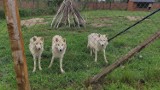 Nowinka w Zoo Borysew koło Poddębic. Dotarły tu dwie... białe wilczyce. Dotrzymają towarzystwa samcowi wilka polarnego Willy'emu ZDJĘCIA