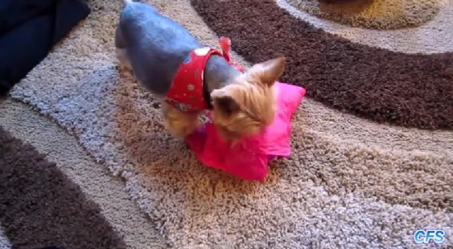 Jak psy cieszą się z prezentów?