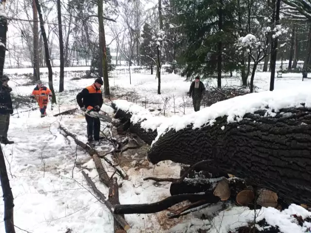 Ponad stuletnie dęby spadały z Góry Parkowej wprost na alejki. Dzisiaj od rana pracownicy Miejskiego Zakładu Usług Komunalnych sprzątają park