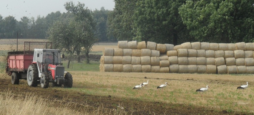 Bociani sejmik na polach na granicy Tychów i Wyr