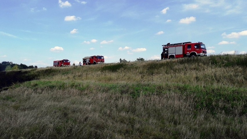 Lubuscy strażacy mają bardzo pracowity weekend. W lasach i...