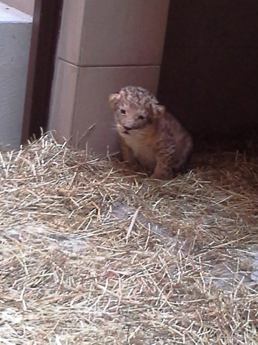 Lew MOCO nowym mieszkańcem gdańskiego zoo [ZDJĘCIA, VIDEO] 