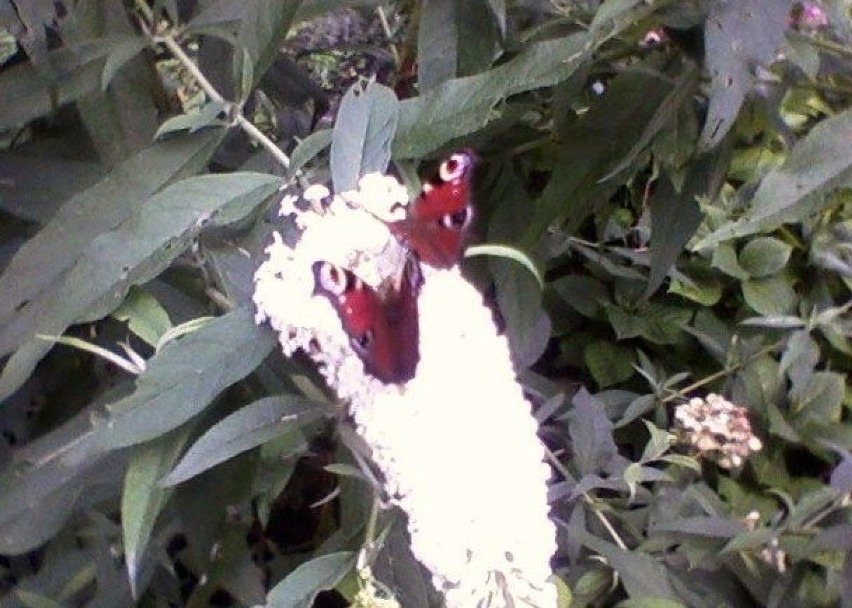 Budleja  z motylami. Foto. Karol Szmagalski