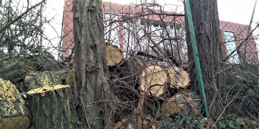 1 marca 2020 r. Wycięte drzewa przy ul. Lipowej w Zielonej...