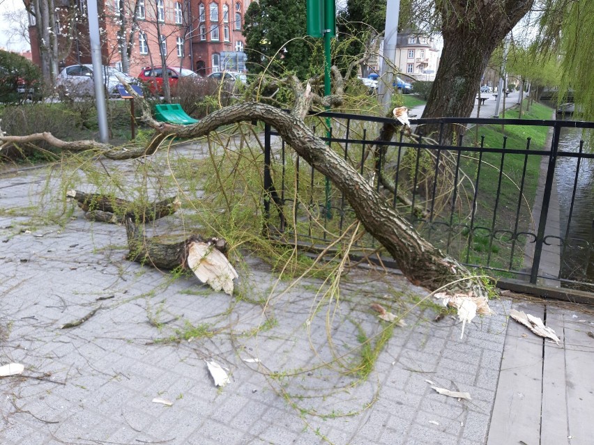 Wichura szaleje nad regionem szczecineckim. Połamane drzewa, zerwane linie energetyczne 