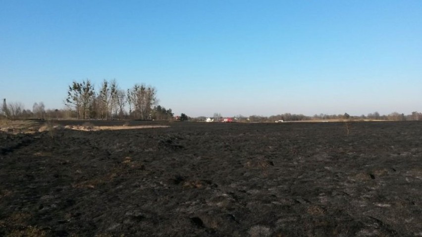 Pożar w Iławie. Paliło się 16 hektarów nieużytków