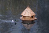 Powstały domki dla kaczek na jeziorze Balaton. To projekt z budżetu obywatelskiego [ZDJĘCIA] 