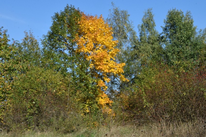 Rezerwat Wietrznia w Kielcach w jesiennej szacie. Zobacz zdjęcia
