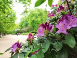 Nadchodzi najlepszy czas, by podziwiać kwitnące różaneczniki w Parku Zdrojowym w Szczawnie-Zdroju [ZDJĘCIA]