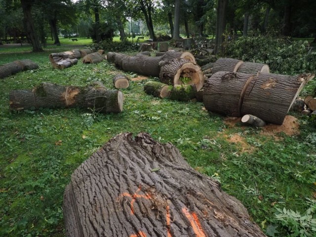 Trwa wielka wycinka drzew w parku przy bibliotece w Koszalinie