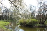Park Miejski w Gnieźnie w wiosennej odsłonie. Przyroda obudziła się do życia!