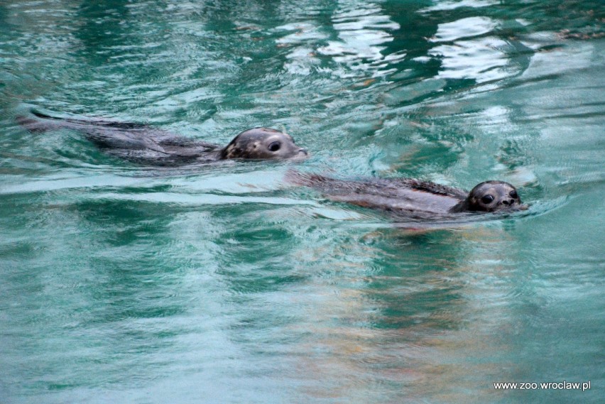 Foki wprowadziły się do wrocławskiego zoo [zdjęcia]