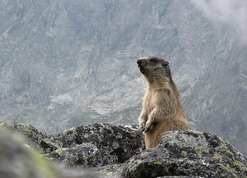 Co zawija świstak w Tatrach? Opowieść o najsłynniejszych tatrzańskich gryzoniach