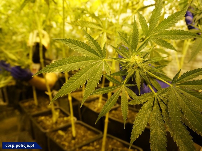 Śląskie: Dwupoziomowa plantacja marihuany w Chybiu. WIDEO z akcji CBŚ