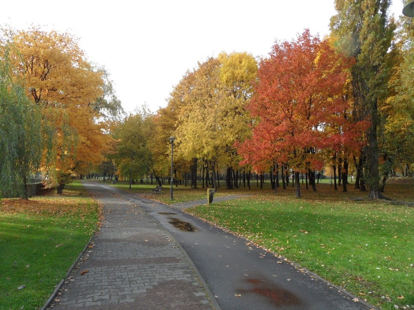 Jesień 2013 w Świętochłowicach. Zobacz zdjęcia pięknej, złotej jesieni