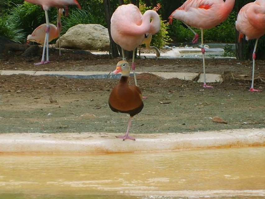 Te kaczki naprawdę chcą być flamingami. Kryzys tożsamości...
