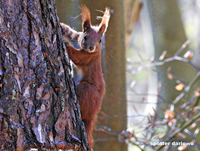 Gwiazda darłowskich parków - wiewiórka, która harcuje wśród drzew [ZDJĘCIA]