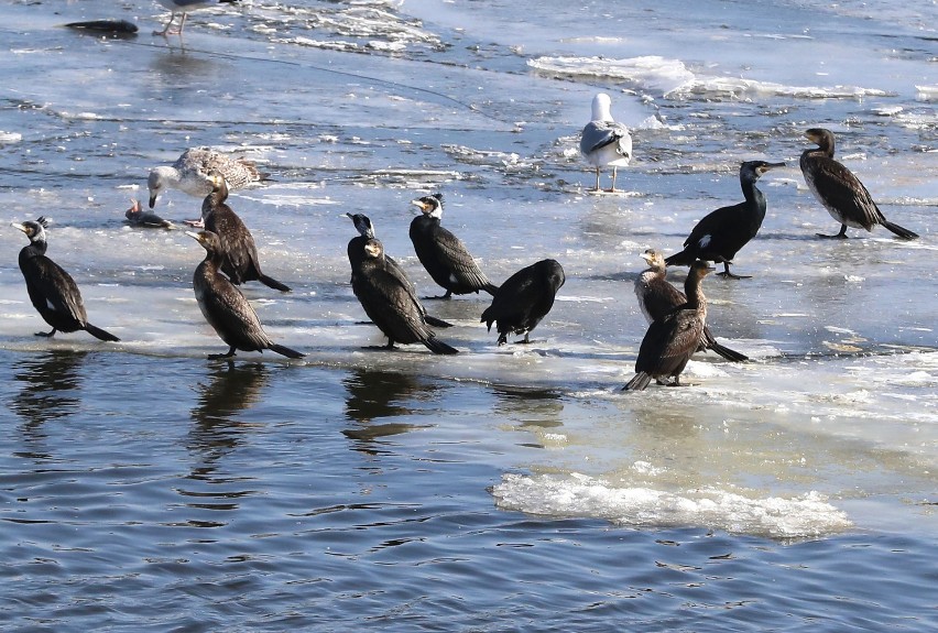 Stadko kormoranów wygrzewa się w słońcu na Odrze [ZDJĘCIA]