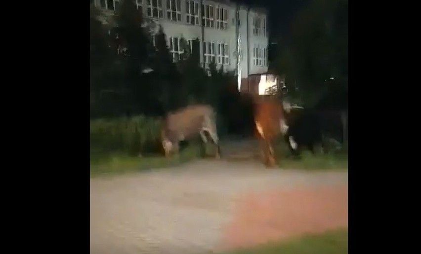 Stado 20 krów spacerowało po centrum Boronowa. Uciekły w...